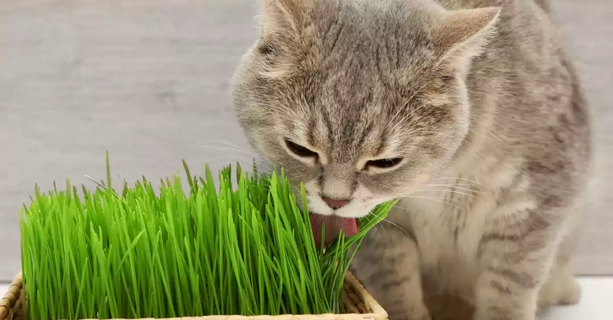 Cat Grass