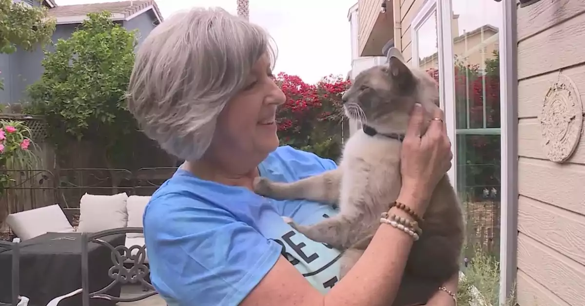 Cat Lost in Yellowstone Miraculously Travels 800+ Miles to Reunite with Family Two Months Later