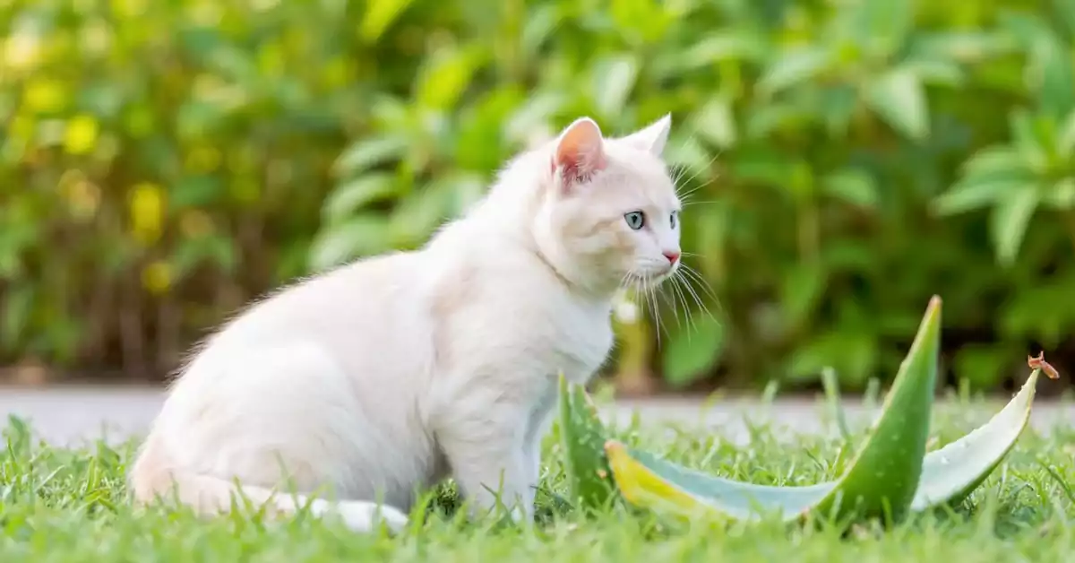 Is Aloe Vera Toxic to Cats?