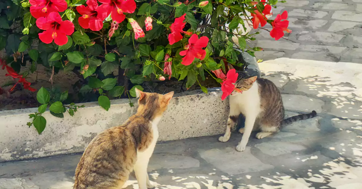 Is Hibiscus Toxic to Cats?