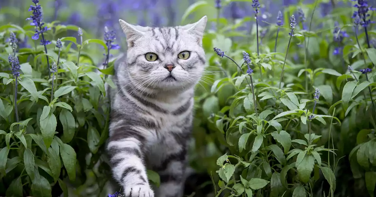 Is Lavender Toxic to Cats?
