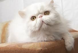 Persian cat price guide
