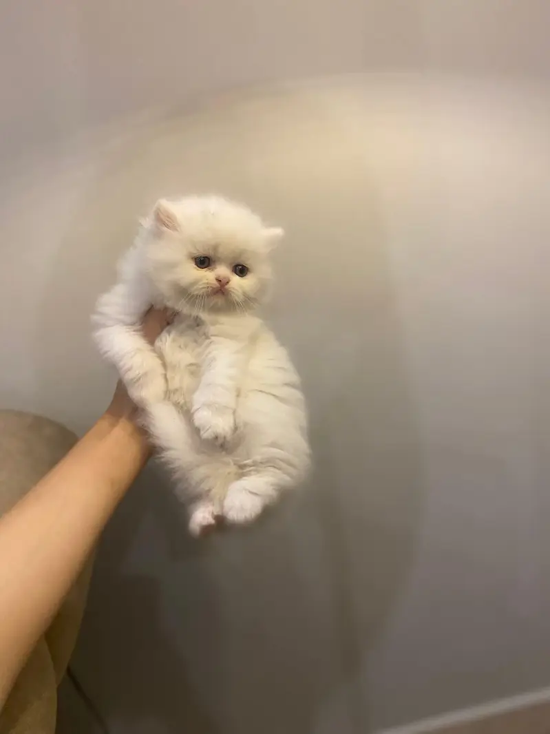 persian cat price in chandigarh