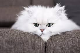 persian cat price in delhi