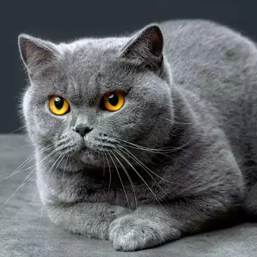 British Shorthair Cats
