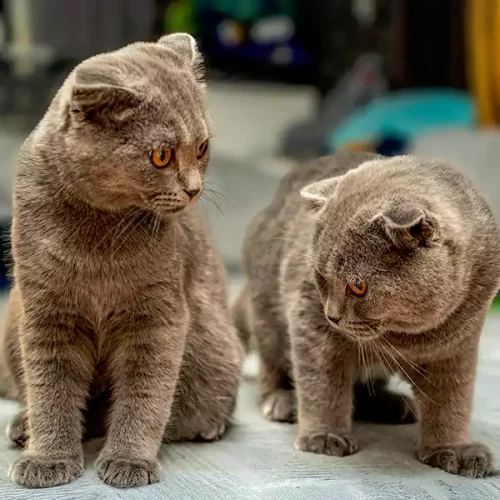 British Shorthair Cats