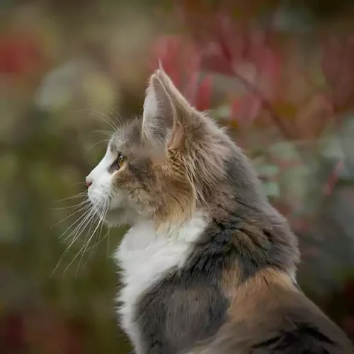 Maine Coon Cats