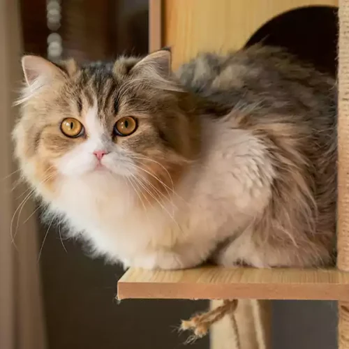 Persian Cats Adoption