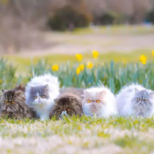 Persian Cats Breeding