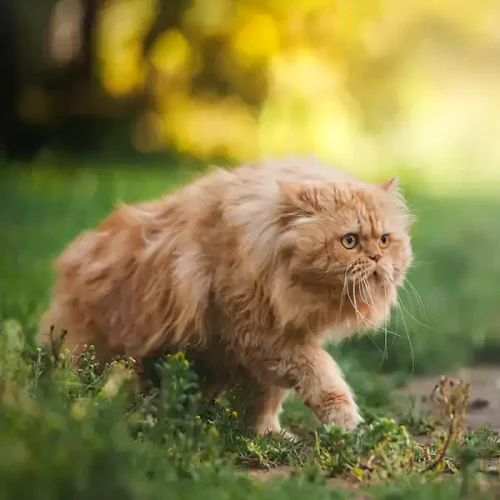 Persian Cats in Europe