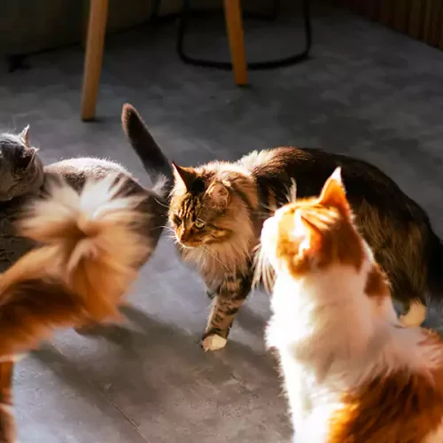 Why Maine Coon Cats Exists?